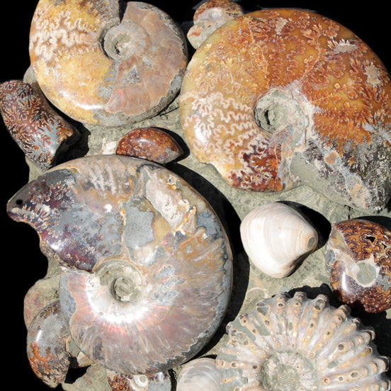 Ammonite museum piece 6.34kg Rocks and Things