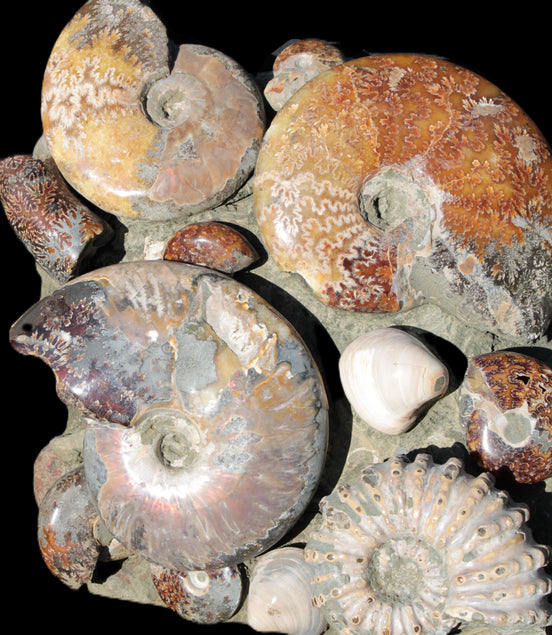 Ammonite museum piece 6.34kg Rocks and Things