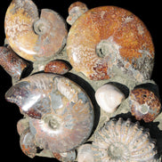 Ammonite museum piece 6.34kg Rocks and Things