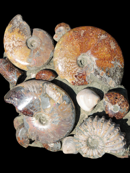 Ammonite museum piece 6.34kg Rocks and Things