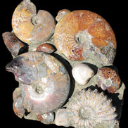 Ammonite museum piece 6.34kg Rocks and Things