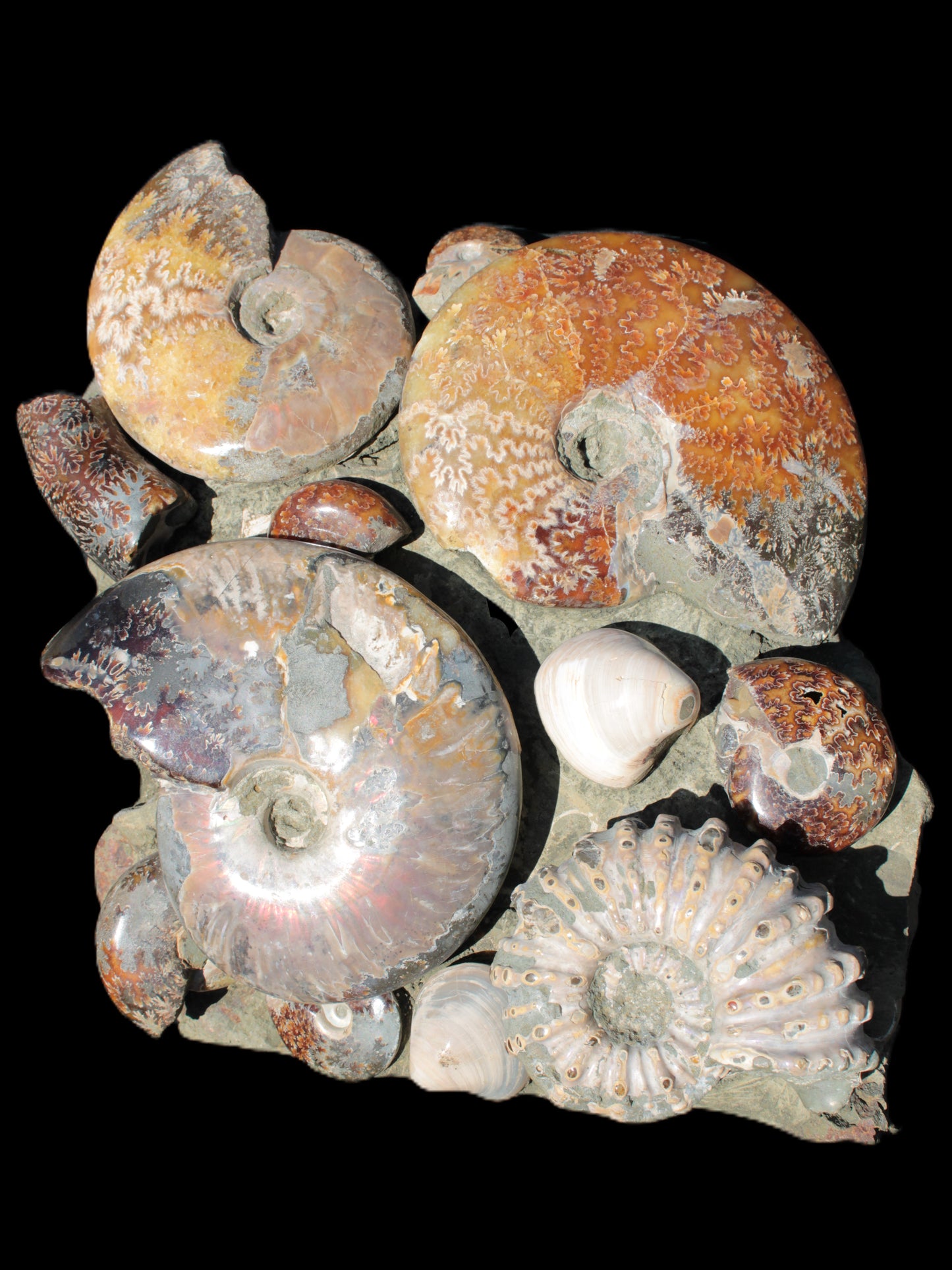 Ammonite museum piece 6.34kg Rocks and Things