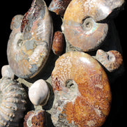 Ammonite museum piece 6.34kg Rocks and Things