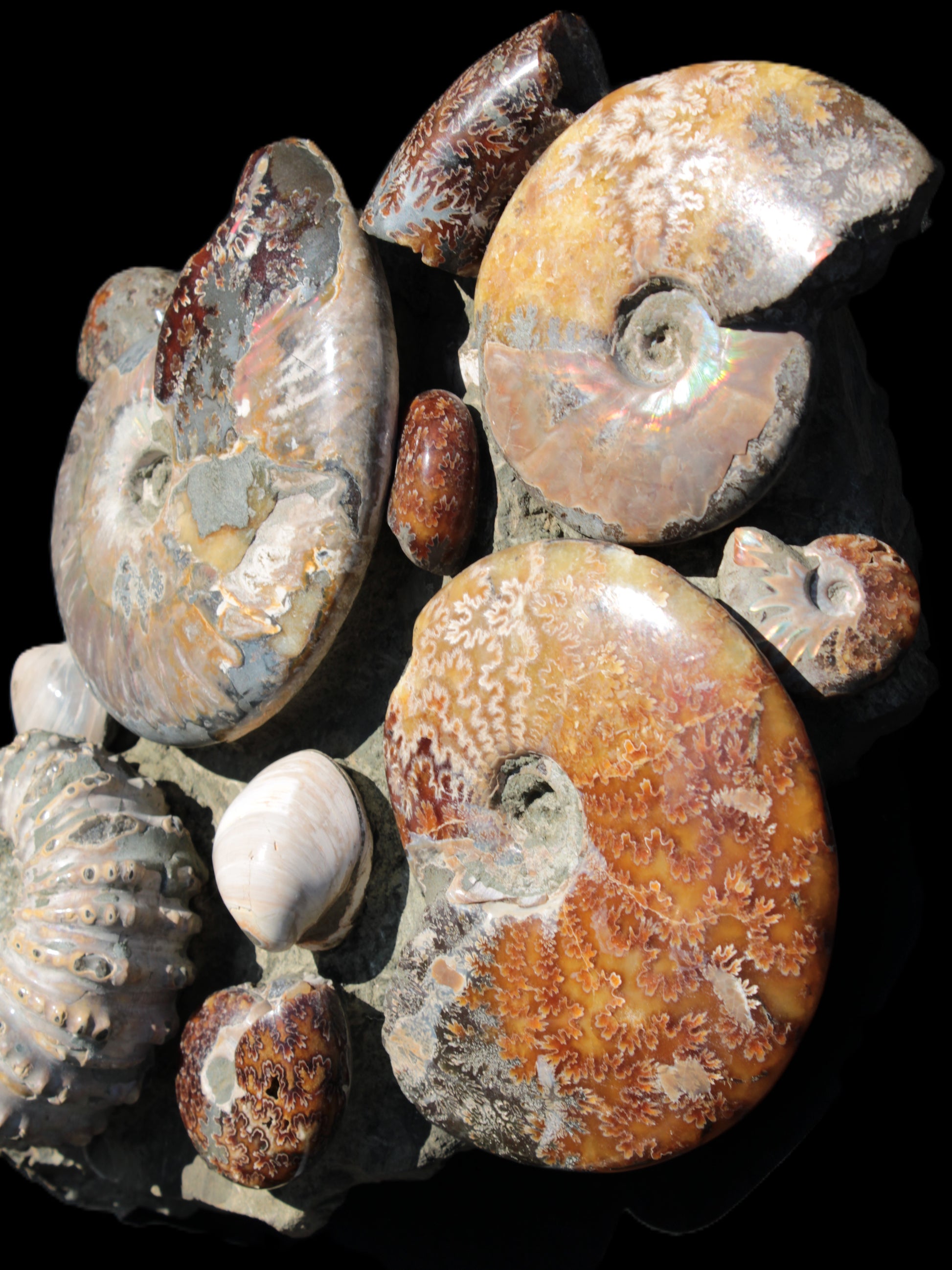 Ammonite museum piece 6.34kg Rocks and Things