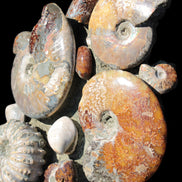 Ammonite museum piece 6.34kg Rocks and Things