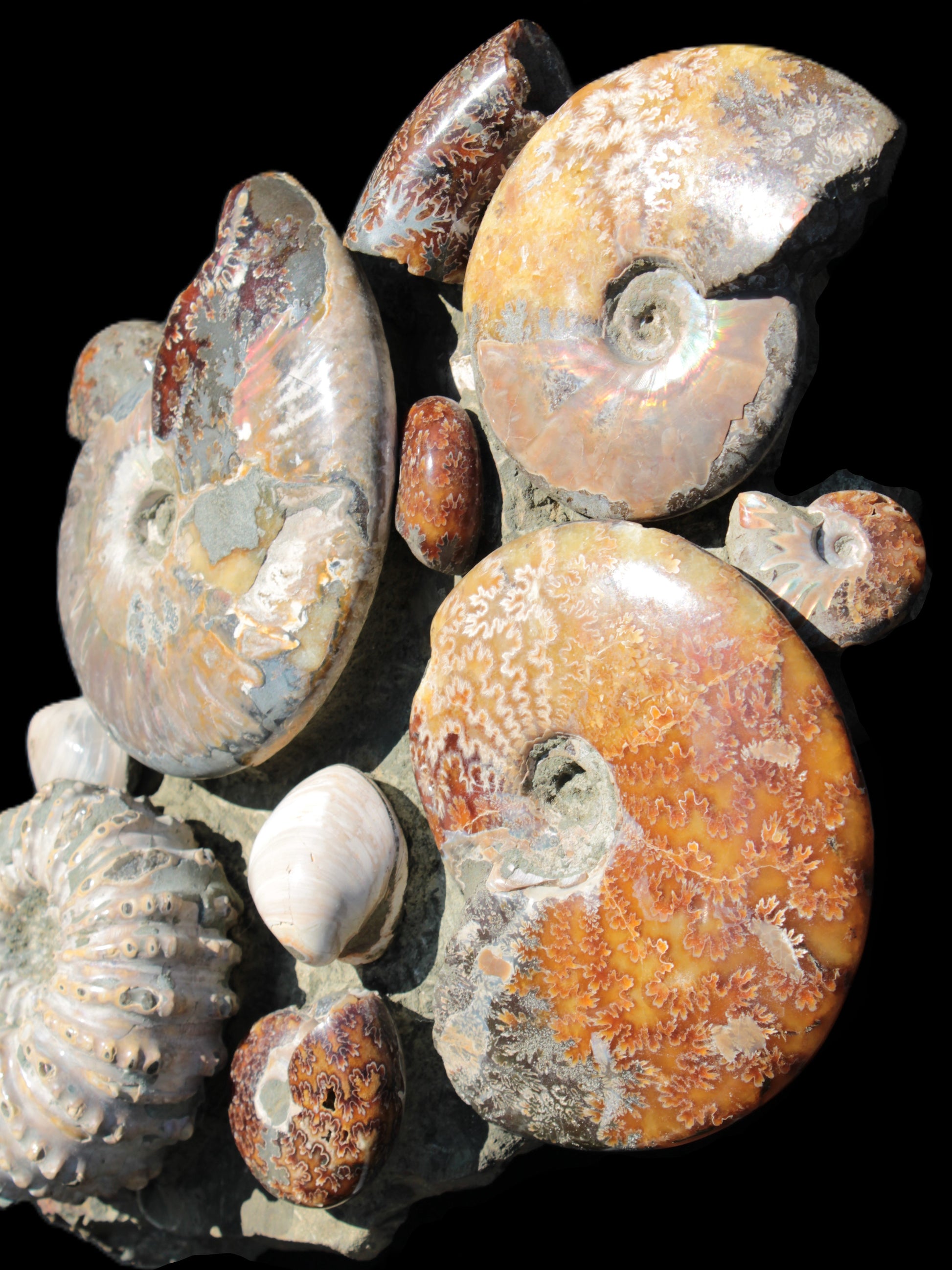 Ammonite museum piece 6.34kg Rocks and Things