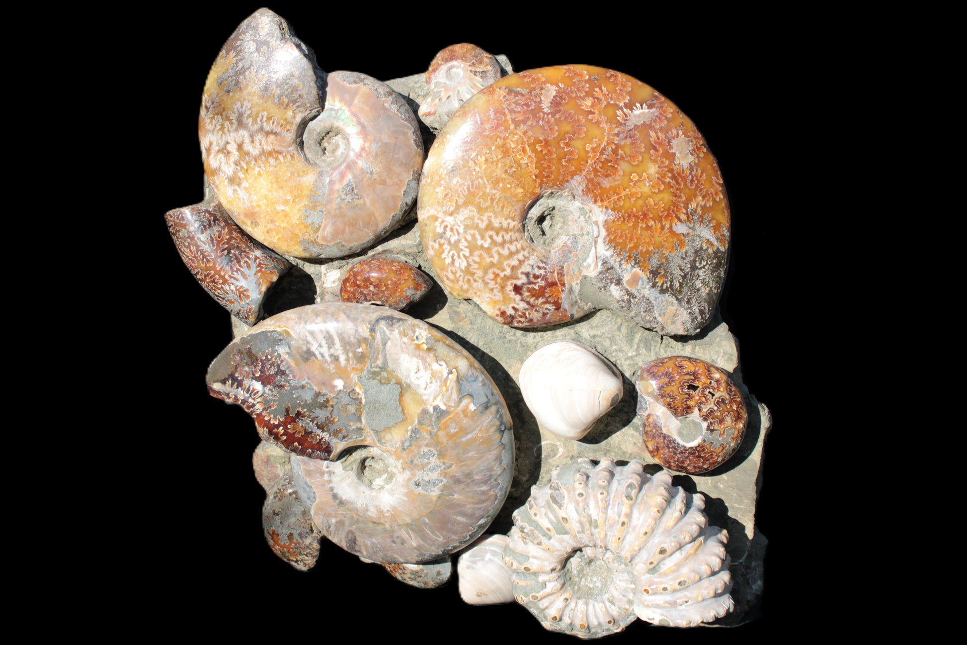 Ammonite museum piece 6.34kg Rocks and Things