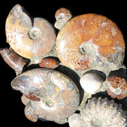 Ammonite museum piece 6.34kg Rocks and Things