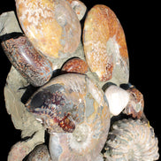 Ammonite museum piece 6.34kg Rocks and Things