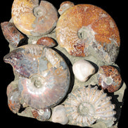 Ammonite museum piece 6.34kg Rocks and Things