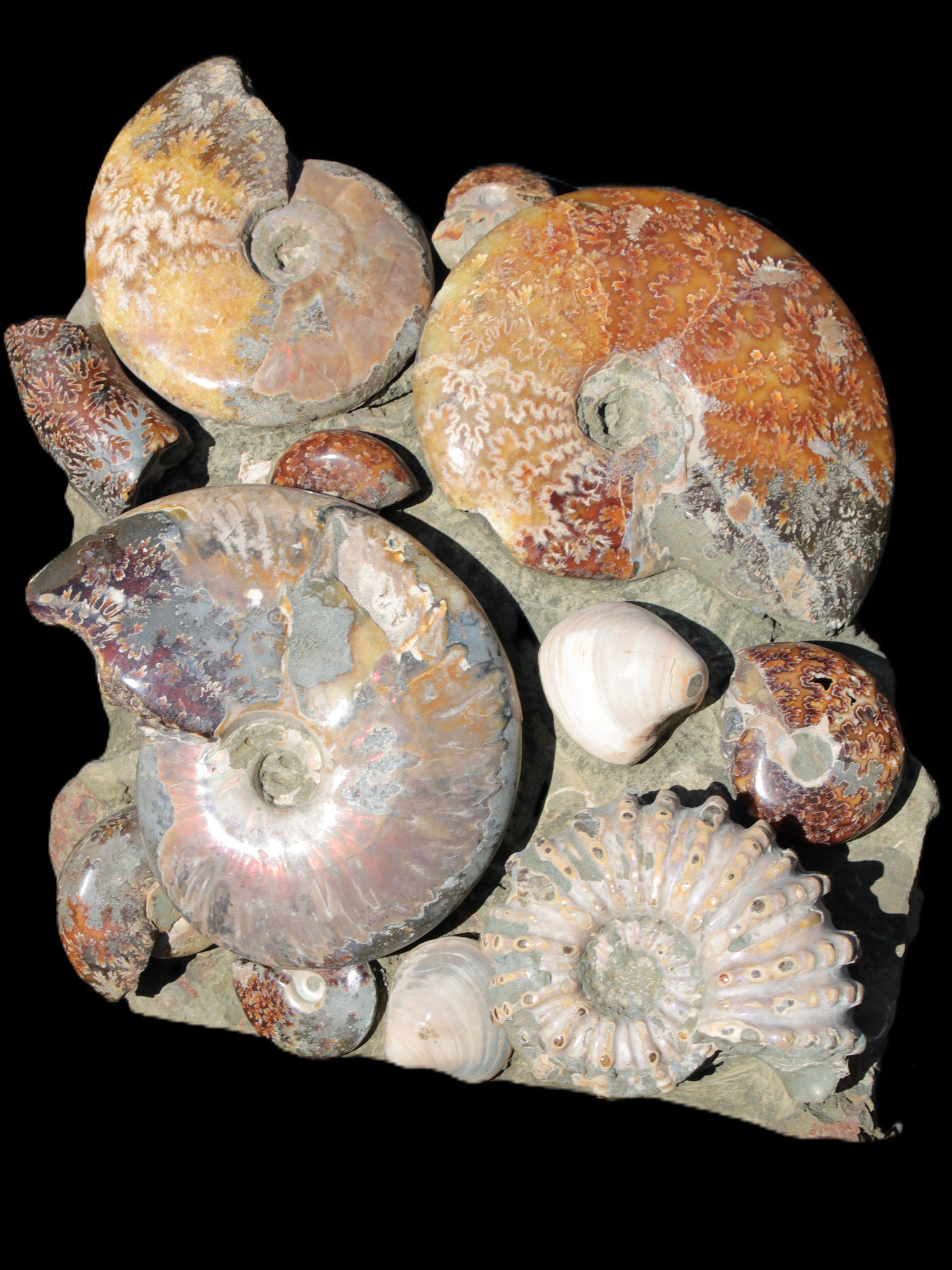 Ammonite museum piece 6.34kg Rocks and Things