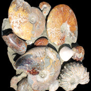 Ammonite museum piece 6.34kg Rocks and Things