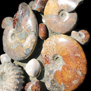 Ammonite museum piece 6.34kg Rocks and Things