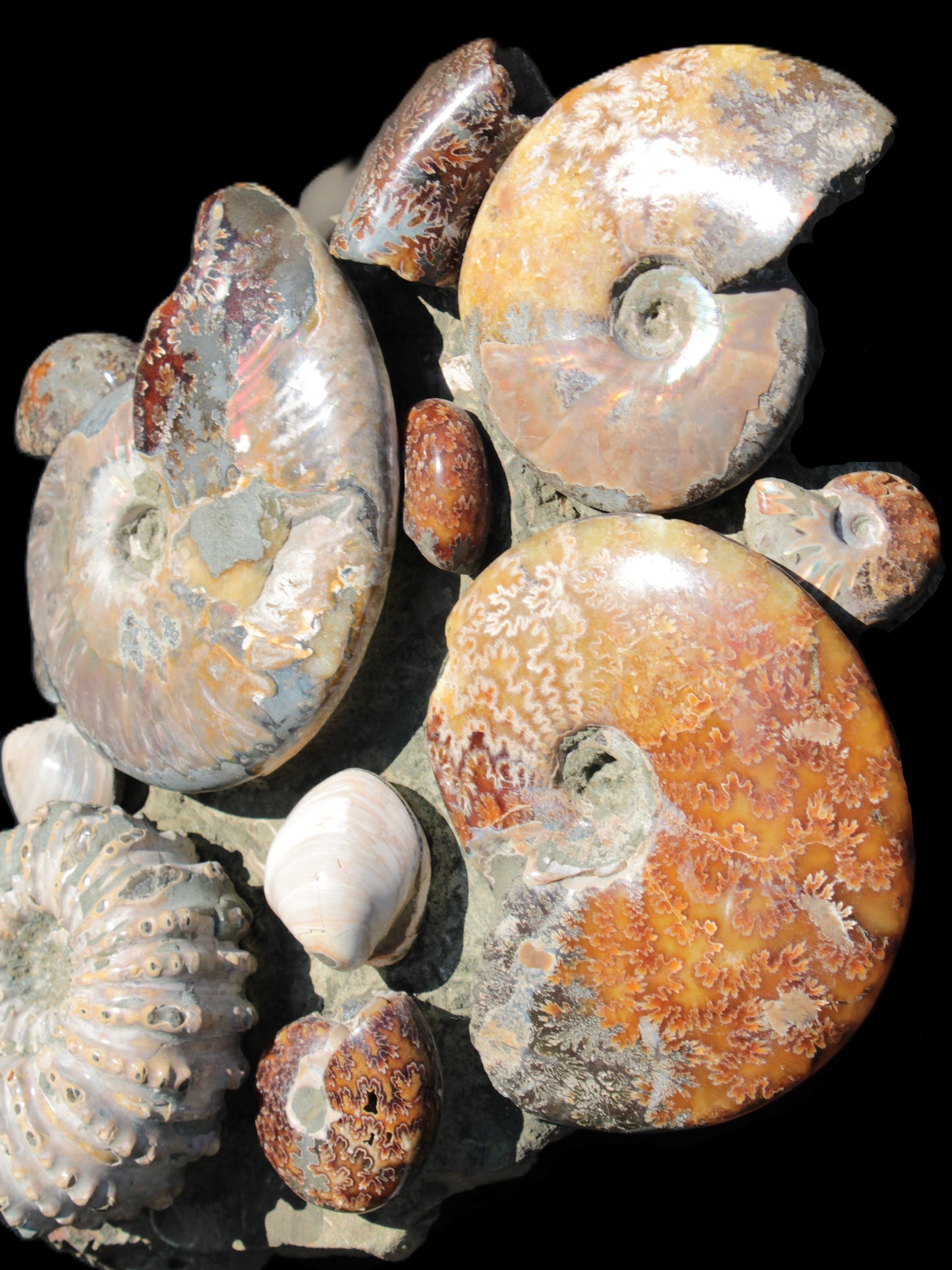 Ammonite museum piece 6.34kg Rocks and Things