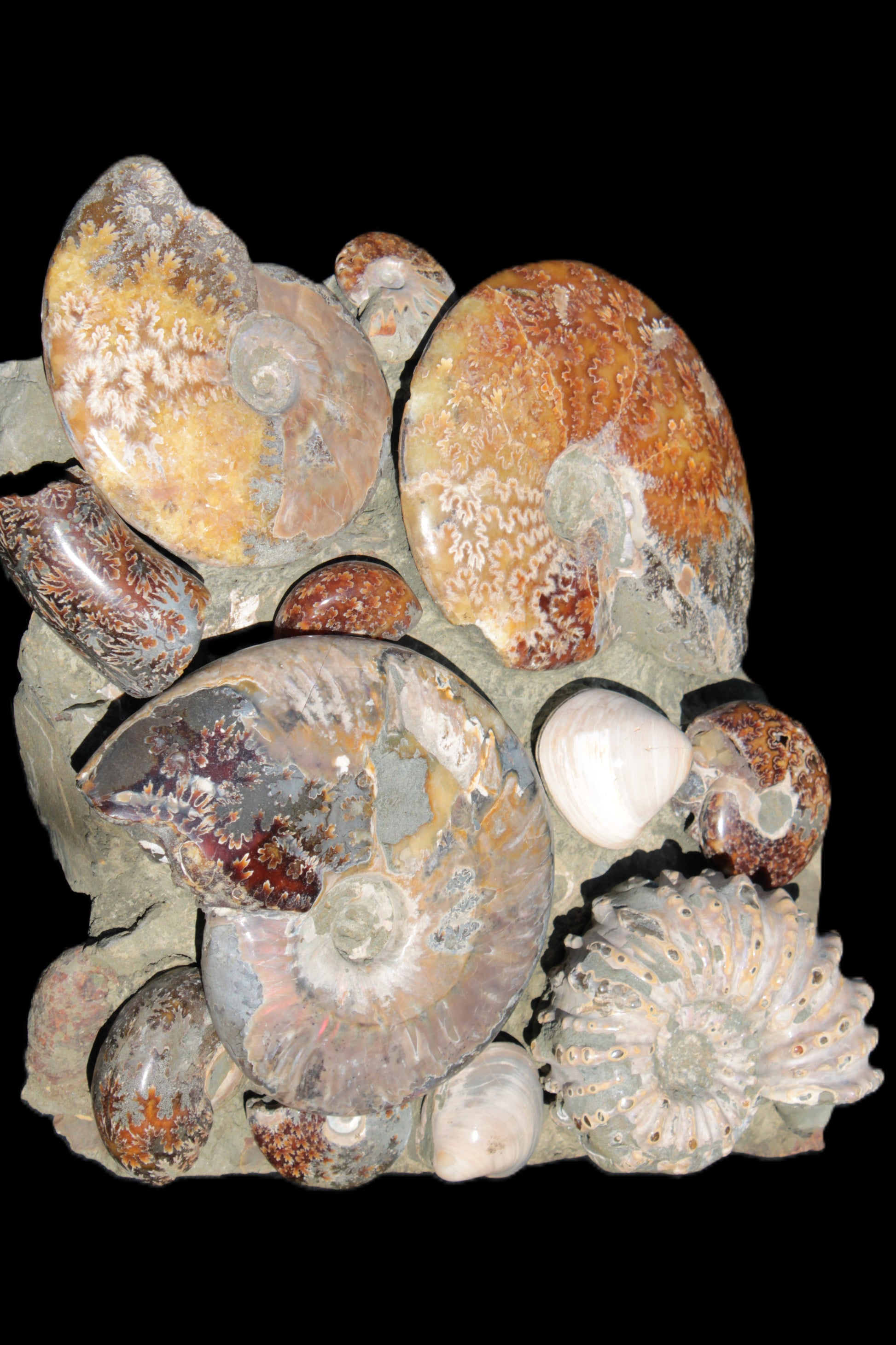 Ammonite museum piece 6.34kg Rocks and Things