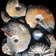 Ammonite museum piece 6.34kg Rocks and Things