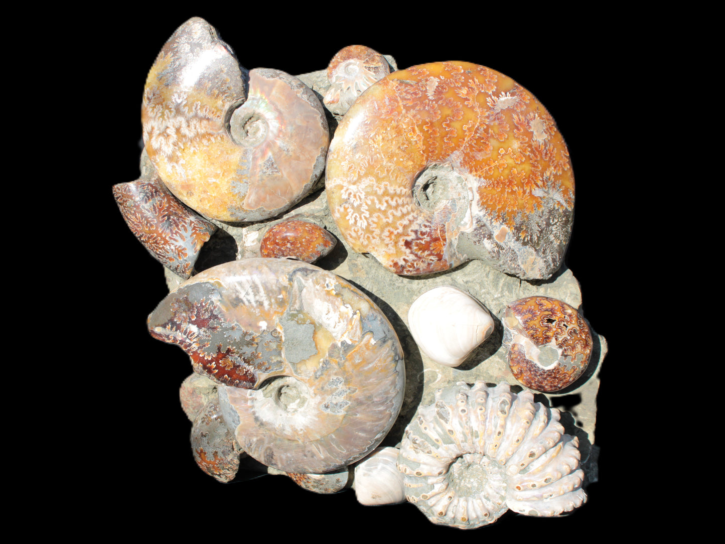 Ammonite museum piece 6.34kg Rocks and Things