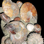 Ammonite museum piece 6.34kg Rocks and Things