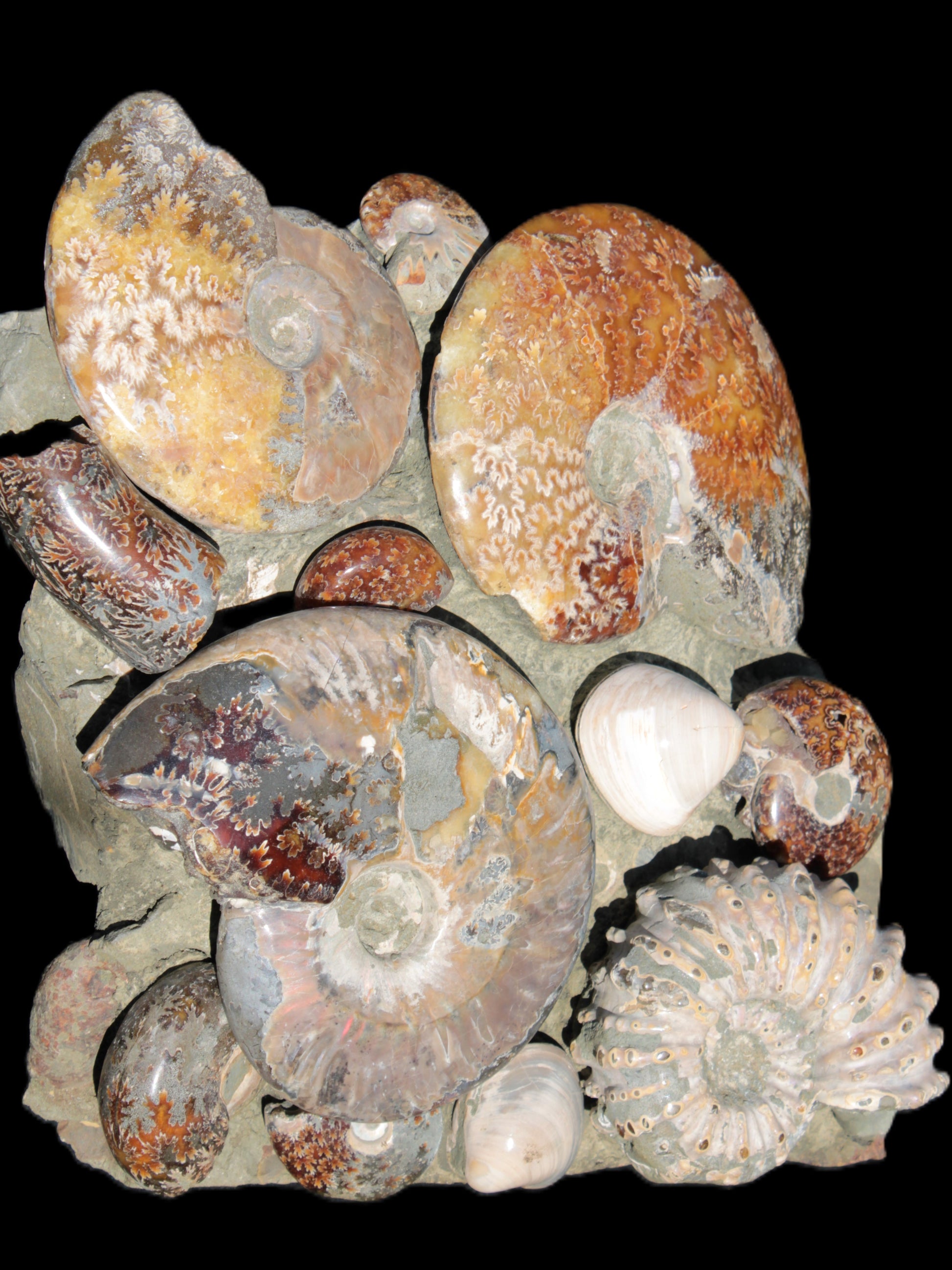 Ammonite museum piece 6.34kg Rocks and Things