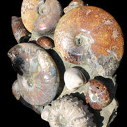 Ammonite museum piece 6.34kg Rocks and Things