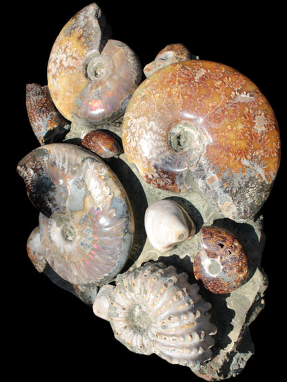 Ammonite museum piece 6.34kg Rocks and Things