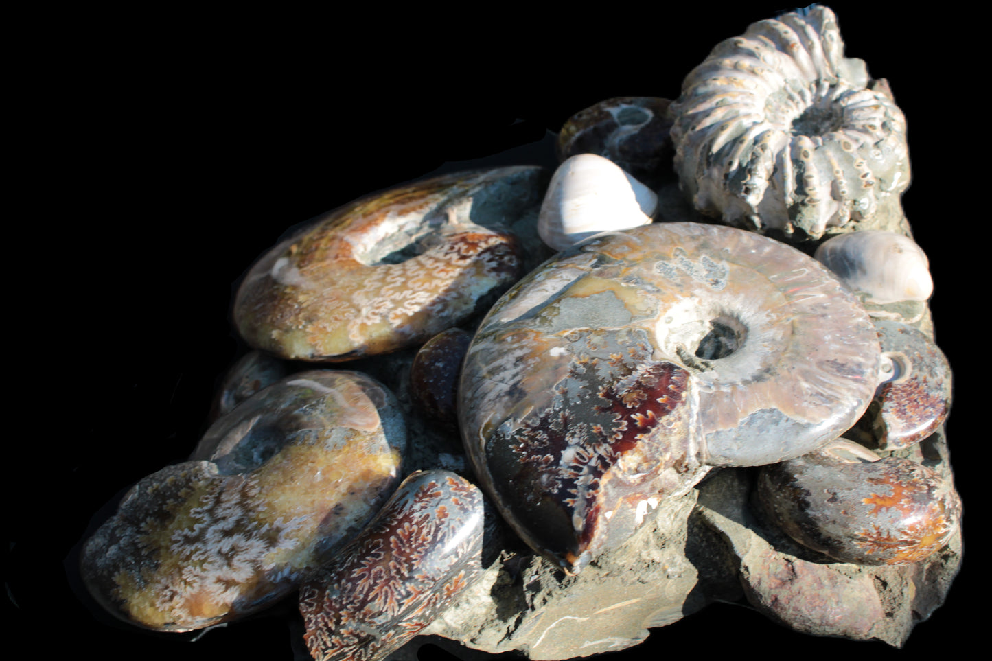 Ammonite museum piece 6.34kg Rocks and Things