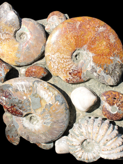 Ammonite museum piece 6.34kg Rocks and Things