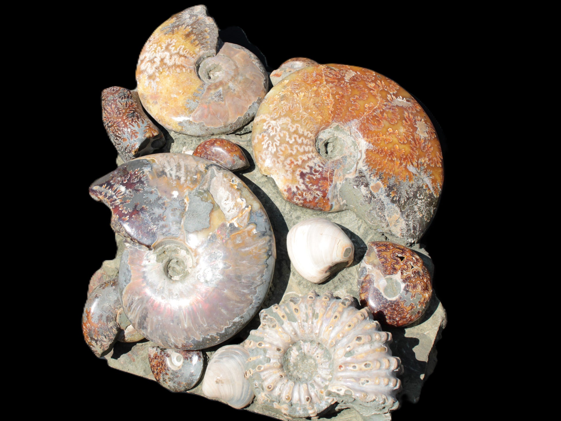 Ammonite museum piece 6.34kg Rocks and Things