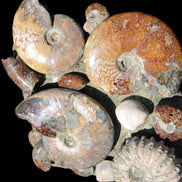 Ammonite museum piece 6.34kg Rocks and Things