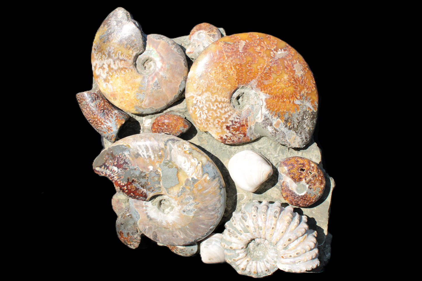 Ammonite museum piece 6.34kg Rocks and Things