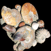 Ammonite museum piece 6.34kg Rocks and Things