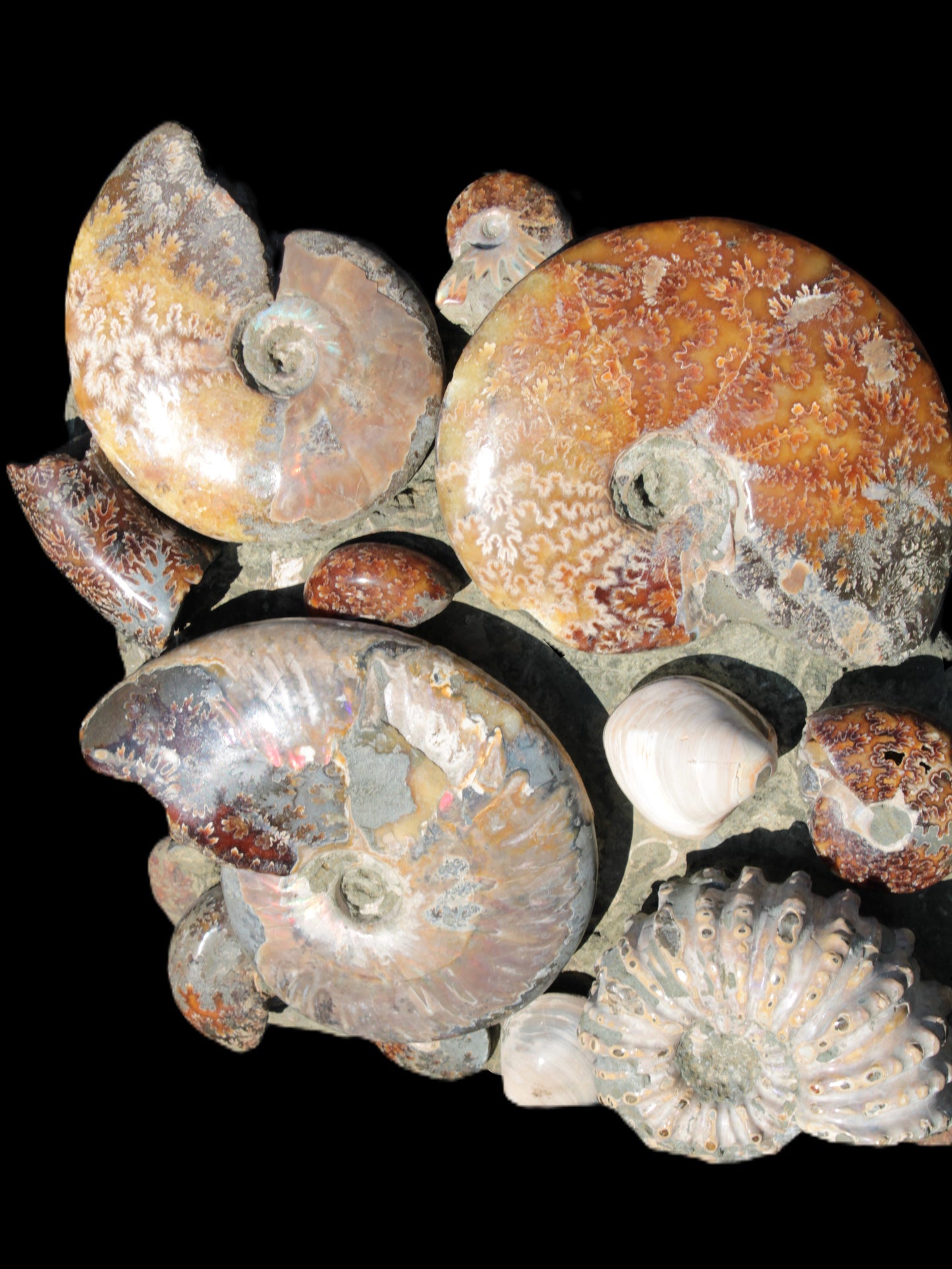 Ammonite museum piece 6.34kg Rocks and Things