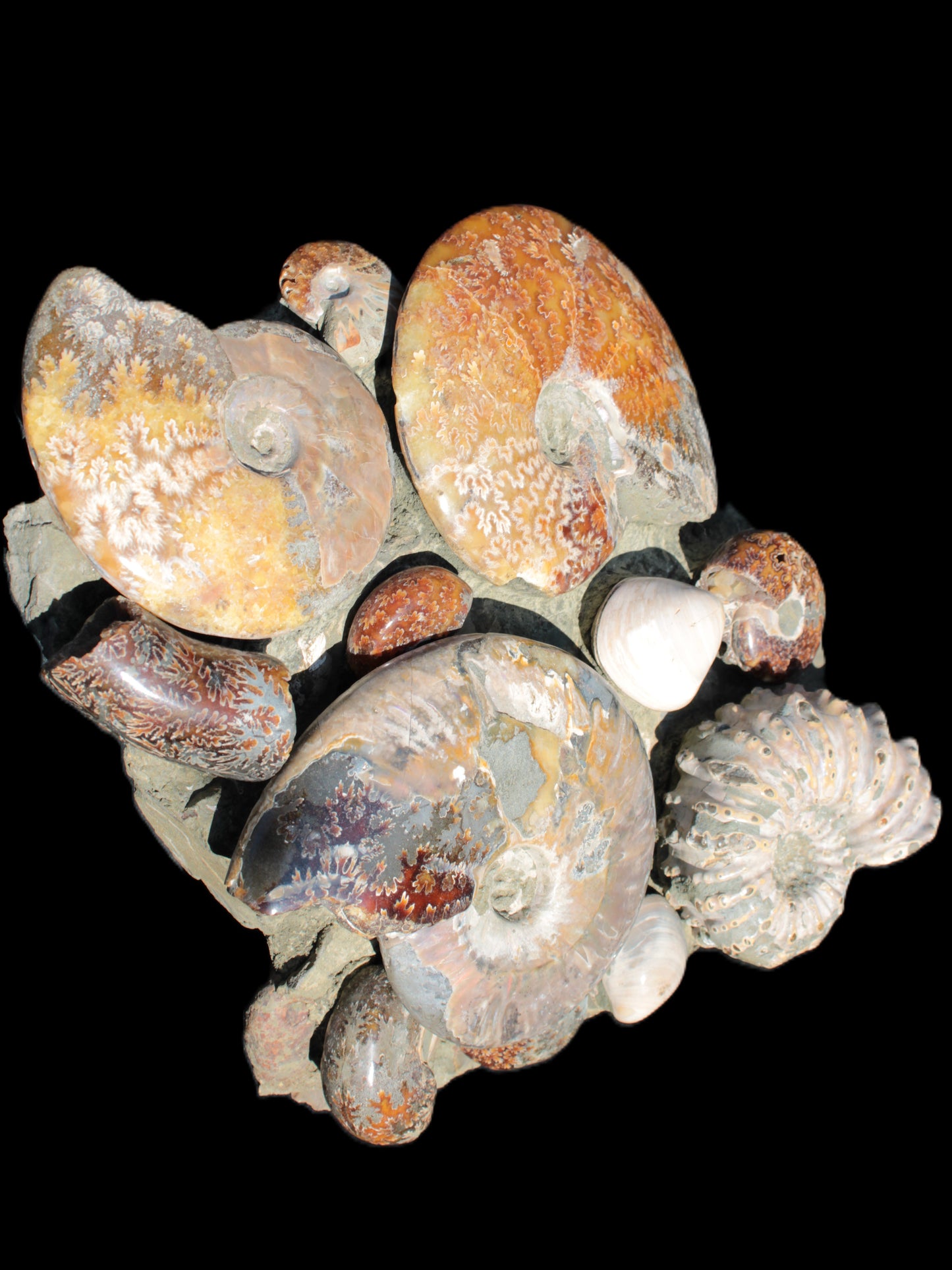 Ammonite museum piece 6.34kg Rocks and Things