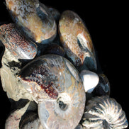 Ammonite museum piece 6.34kg Rocks and Things