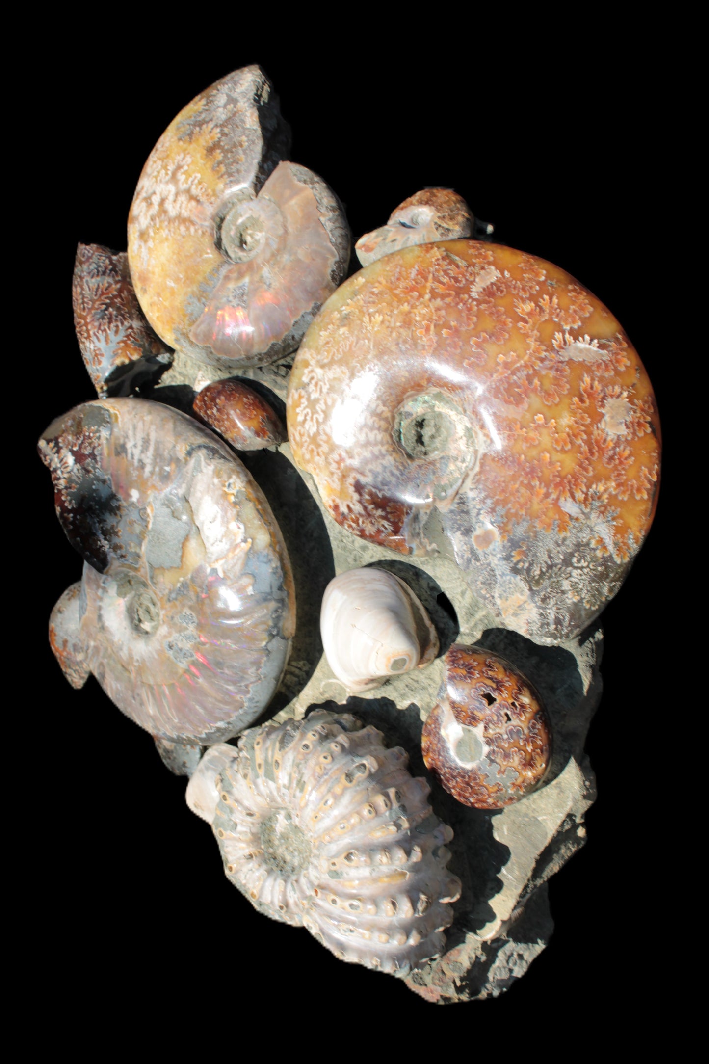 Ammonite museum piece 6.34kg Rocks and Things