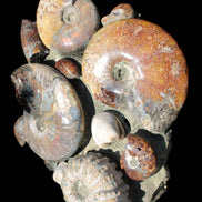 Ammonite museum piece 6.34kg Rocks and Things