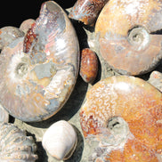 Ammonite museum piece 6.34kg Rocks and Things