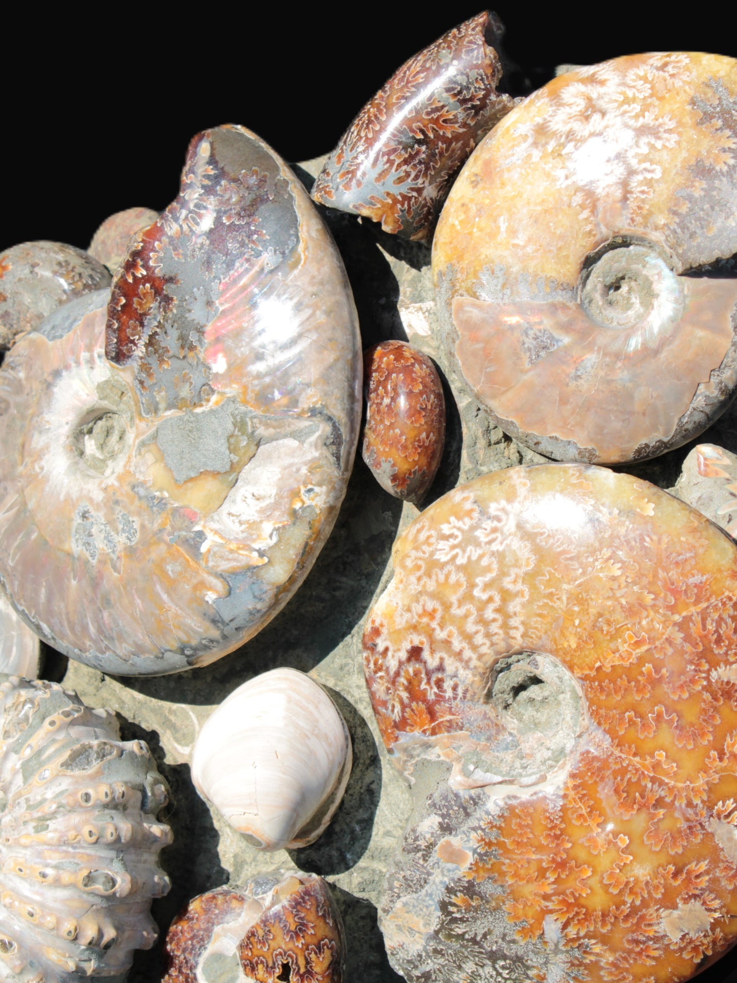 Ammonite museum piece 6.34kg Rocks and Things