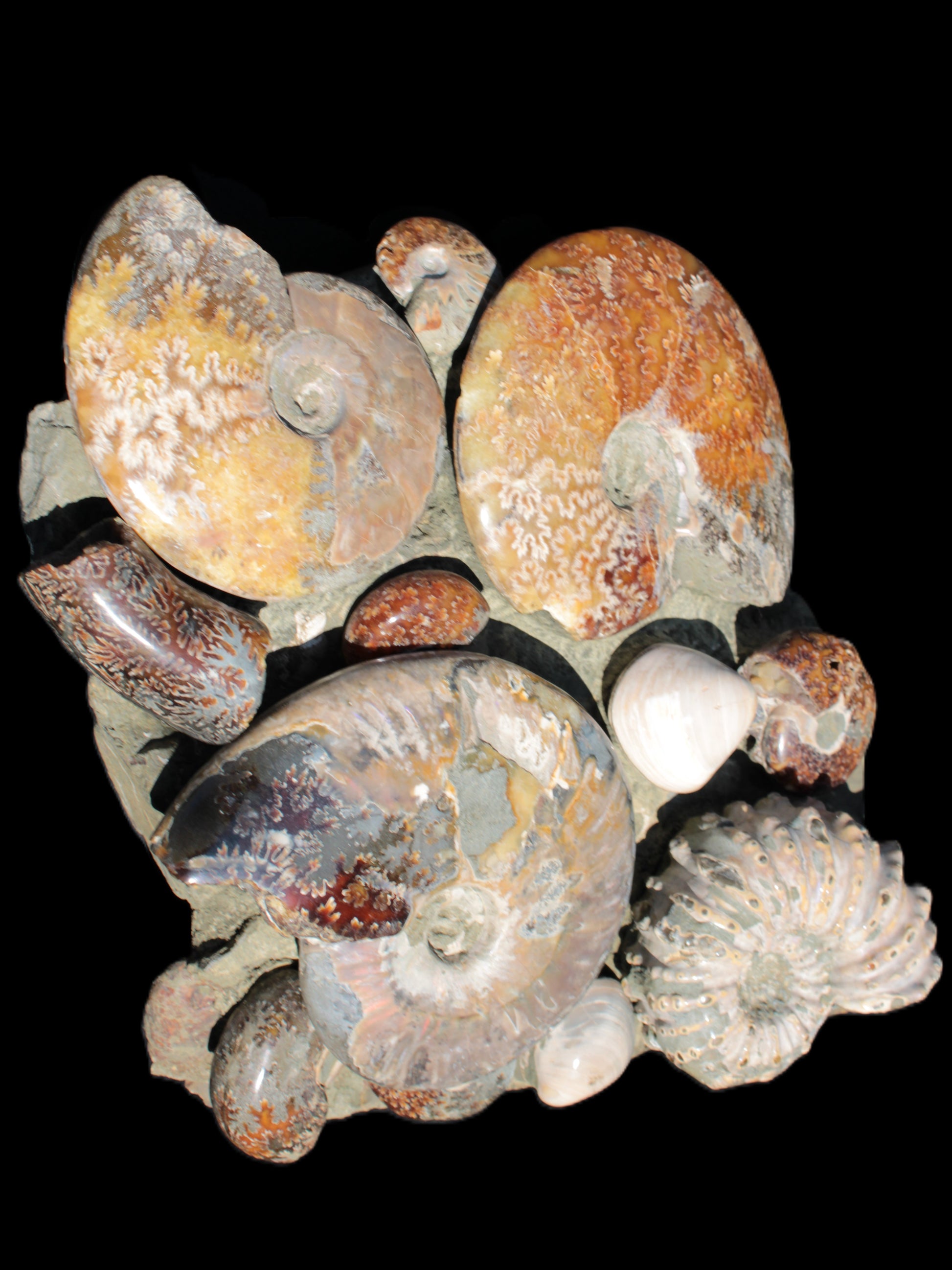 Ammonite museum piece 6.34kg Rocks and Things