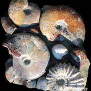 Ammonite museum piece 6.34kg Rocks and Things