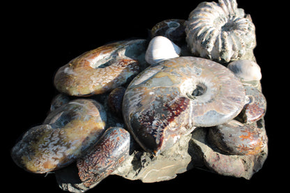 Ammonite museum piece 6.34kg Rocks and Things