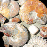 Ammonite museum piece 6.34kg Rocks and Things