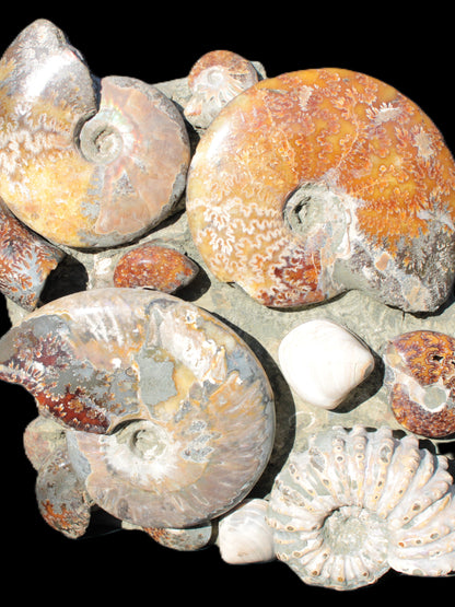 Ammonite museum piece 6.34kg Rocks and Things