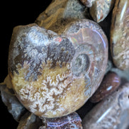 Ammonite museum piece 6.34kg Rocks and Things