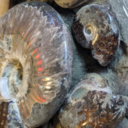 Ammonite museum piece 6.34kg Rocks and Things