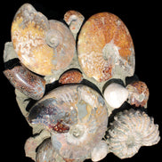 Ammonite museum piece 6.34kg Rocks and Things