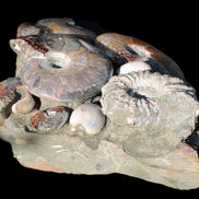 Ammonite museum piece 6.34kg Rocks and Things