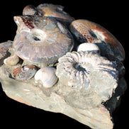 Ammonite museum piece 6.34kg Rocks and Things