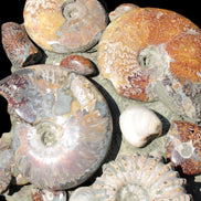 Ammonite museum piece 6.34kg Rocks and Things