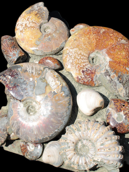 Ammonite museum piece 6.34kg Rocks and Things